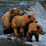 Alaska grizzly bears fishing. 