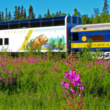 Wilderness Express with fireweed near Fairbanks. 